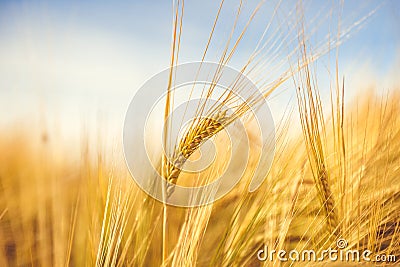 Golden wheat ripe in the field. Wheat stalk and grain close up selective focus soft shades of yellow and orange background Summer Stock Photo