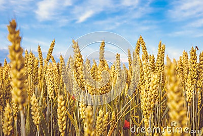 Golden wheat ripe field. Wheat stalks and grain red poppies close up yellow and orange with blue sky with clouds background. Stock Photo