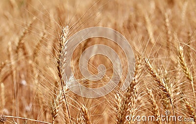 Golden Wheats , Summer time Stock Photo