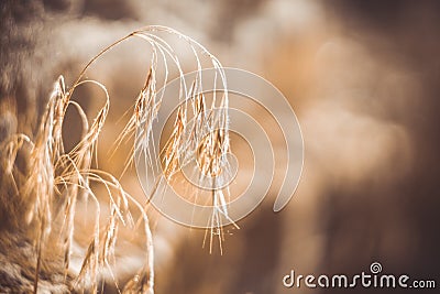 Golden wild oats Stock Photo