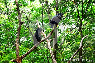 Golden wing black parrots in the park Stock Photo