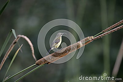 Golden-winged sunbird, Nectarinia reichenowi Stock Photo