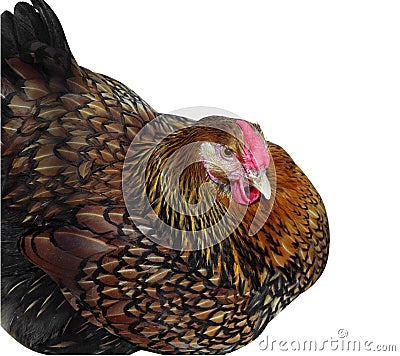 Golden Wyandotte Hen Sitting Stock Photo