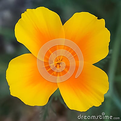 A golden yellow California Poppy flower in full bloom Stock Photo