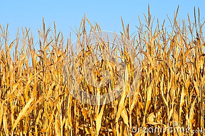 Golden yellow corn stalks Stock Photo