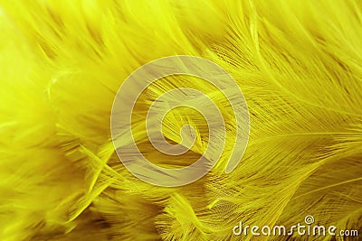 Golden yellow feathers texture with high resolution for background and design Stock Photo