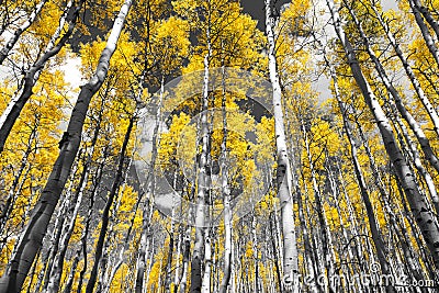 Golden yellow forest of fall aspen trees in a black and white Co Stock Photo