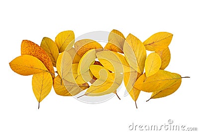 Fallen golden yellow leaves from the forest isolated on white background for autumn changing color design Stock Photo