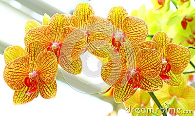 Golden yellow phalaenopsis orchids Stock Photo