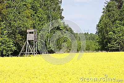 Golden yellow field Stock Photo