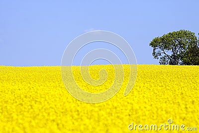 Golden yellow field Stock Photo