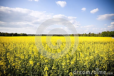 Golden yellow field Stock Photo