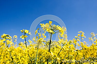 Golden yellow field Stock Photo