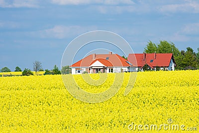 Golden yellow field Stock Photo