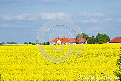Golden yellow field Stock Photo