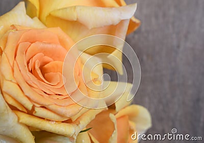 Golden yellow roses against a soft grey background Stock Photo