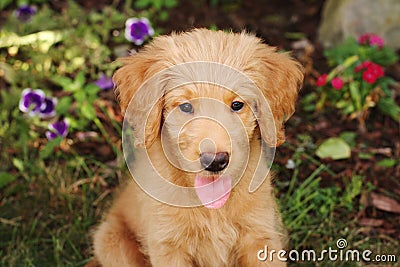 Goldendoodle Puppy Stock Photo