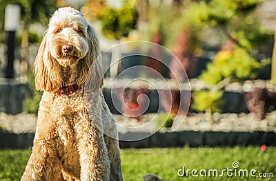 Goldendoodle Sitting On Grass In Yard Outside House Stock Photo