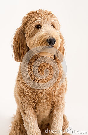 Goldendoodle in studio Stock Photo