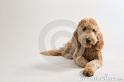 Goldendoodle in studio Stock Photo