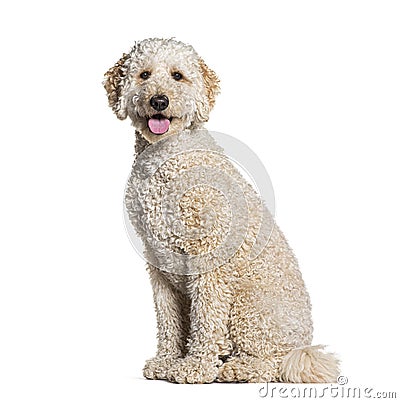 Goldendooodle dog, crossbreeding between a Golden Retriever and a Poodle, panting, isolated on white Stock Photo
