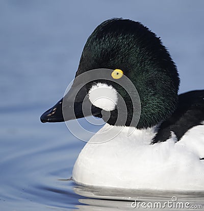 Goldeneye, Bucephala clangula Stock Photo