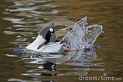 Goldeneye Stock Photo