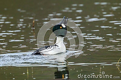 Goldeneye stretches its neck while swimming. Stock Photo