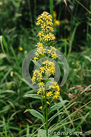 Goldengende or Solodago virgaurea. A fly sits on a flower Goldenrod is used to reduce pain and swelling, as a diuretic, to Stock Photo