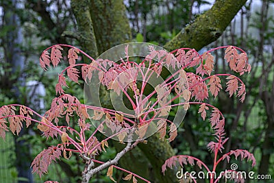 Goldenrain tree Koelreuteria paniculata Coral Sun with bright red new stems and leaves in spring Stock Photo