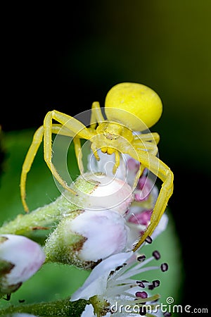 Goldenrod crab spider Stock Photo