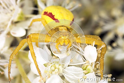 Goldenrod crab spider in agressive position Stock Photo