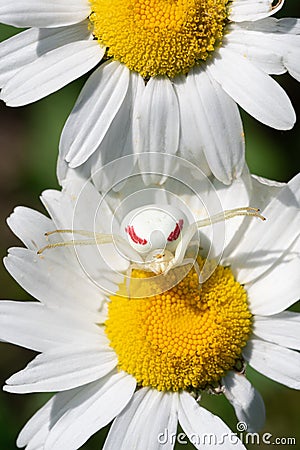 Goldenrod Crab Spider on Oxeye Daisy Stock Photo