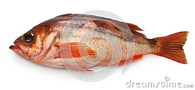 Goldeye rockfish Stock Photo