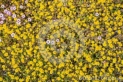 Goldfields blooming on a meadow, a few gilia wildflowers among them, California; view from above Stock Photo