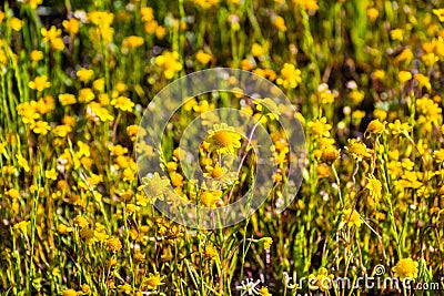 Goldfields blooming on meadows, view from above, south San Francisco bay area, San Jose, California Stock Photo