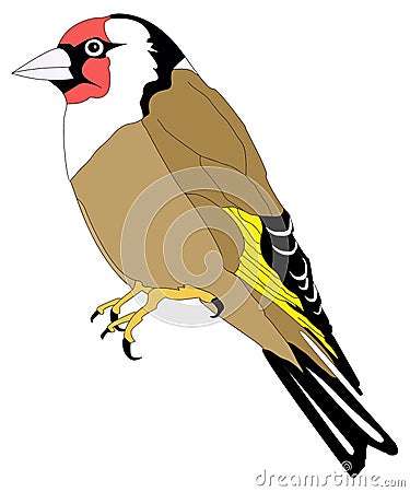 Goldfinch Stock Photo