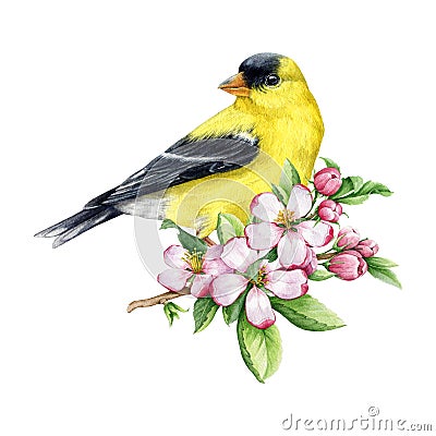 Goldfinch bird with beautiful flower decor. Watercolor illustration. Goldfinch with spring apple flowers decoration Cartoon Illustration