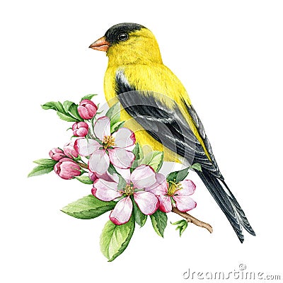 Goldfinch bird on a blooming tree branch. Watercolor illustration. Goldfinch with spring apple flowers decoration. Hand Cartoon Illustration