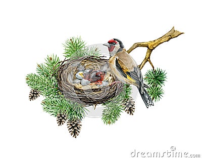 Goldfinch bird on the nest with eggs and newborn chick. Watercolor illustration. Hand drawn wildlife nature scene Cartoon Illustration