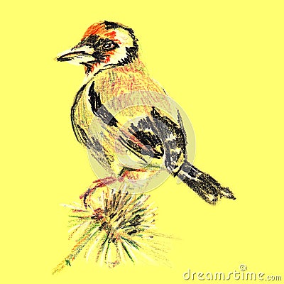 Goldfinch bird sitting on the budrock flower. Hand drawn sketch with colored pencils on paper texture. Isolated on yellow. Bitmap Stock Photo