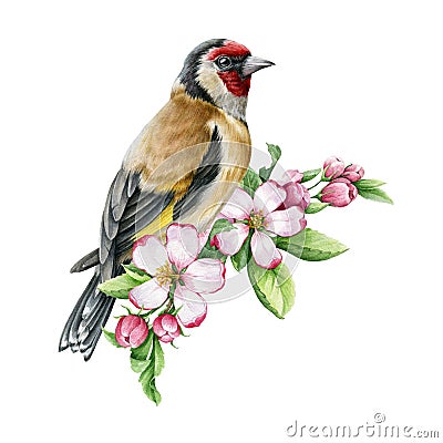 Goldfinch bird with spring apple flowers. Watercolor illustration. Hand drawn realistic garden bird springtime image Cartoon Illustration