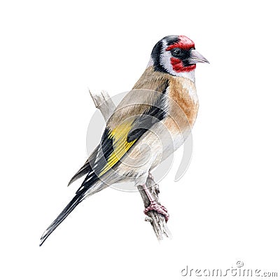 Goldfinch bird on a tree branch. Watercolor illustration. Realistic single european songbird hand drawn illustration Cartoon Illustration