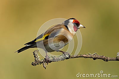 Goldfinch Stock Photo