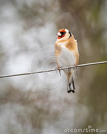 A Goldfinch Carduelis carduelis perches on a wire posing for a portrait. Stock Photo