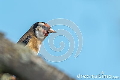 The goldfinch Carduelis carduelis is a species of the finch family Stock Photo