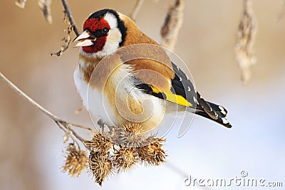 Goldfinch and cold winter Stock Photo