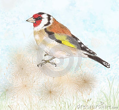 Goldfinch on dry flowers Vector Illustration
