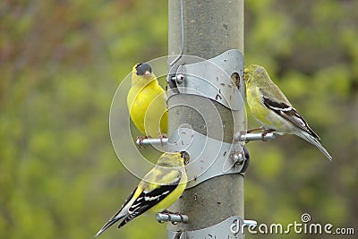 Goldfinch family Stock Photo