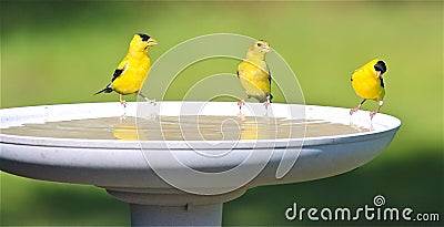 Goldfinch Family Drinking Water at a Bird Bath Stock Photo